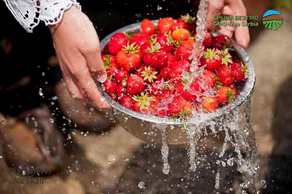 PRVI PRVI NA SKALI Po Zakonu o GMO u Srbiji 3.955 tona zabranjenih posiljki 2013-2017 Foto Zoran Petrovic 2 PRVI PRVI NA SKALI Po Zakonu o GMO u Srbiji 3.955 tona zabranjenih posiljki 2013-2017 Foto Zoran Petrovic 2